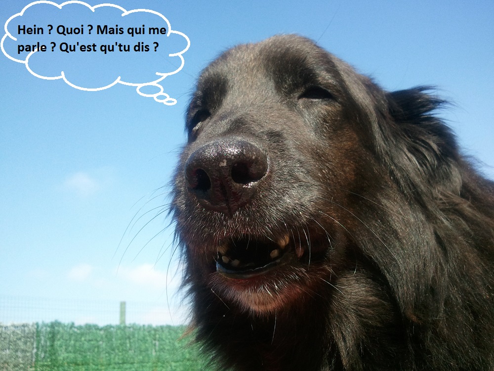 Comment éduquer un chien sourd Comment éduquer un chien sourd